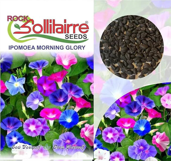 🌱 Varieties of Flower Seeds  - 🔥Last Day Sale 50% OFF 🔥